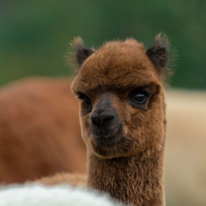 Molbach Alpacas Stuten 03