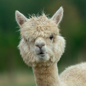 Molbach Alpacas Stuten 04