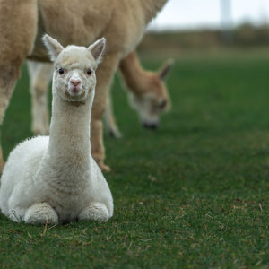 Molbach Alpacas Stuten 07