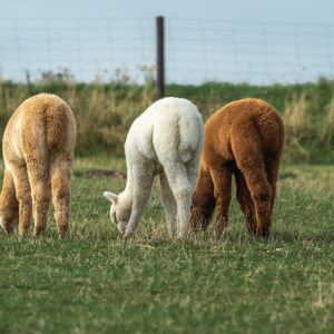 Molbach Alpacas Stuten 08