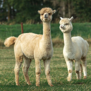 Molbach Alpacas Stuten 09