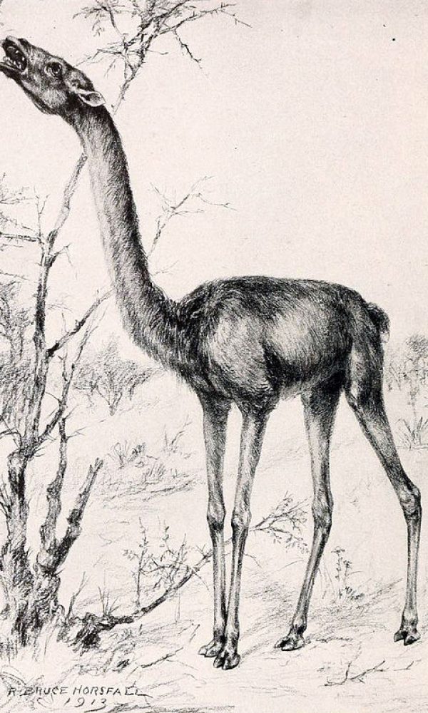 Historie Genetik Ursprung Domstizierung