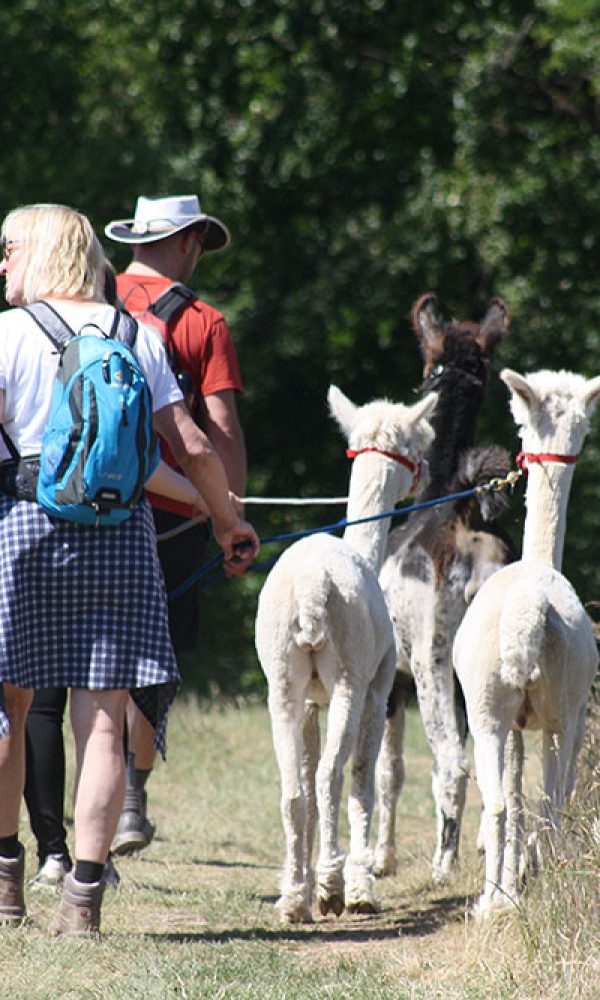 Wanderungen mit Lamas und Alpakas