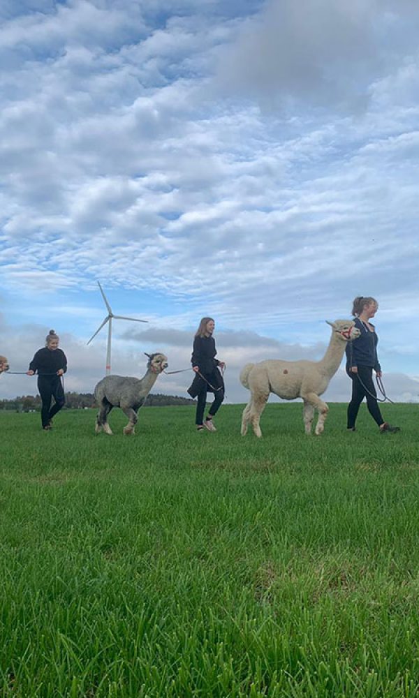 Lama & Alpaka Wanderungen