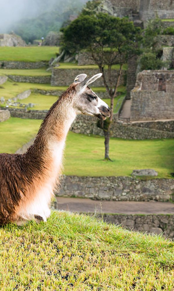 Neuweltkamel Lama