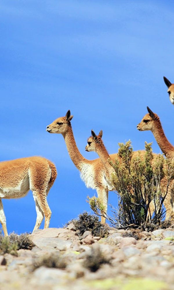 Neuweltkamel Vicuna