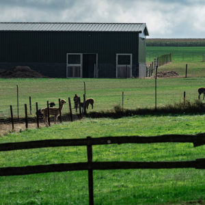 Molbach Alpacas Ambiente 04