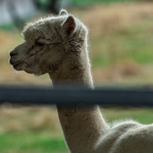 Molbach Alpacas Ambiente 05
