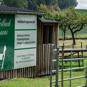 Molbach Alpacas Ambiente 03