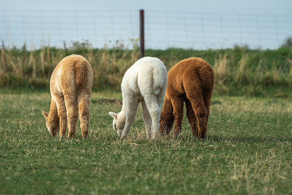 Molbach Alpacas Stuten 08