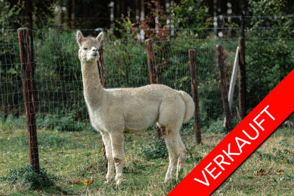 Molbach Alpakas MA Amon