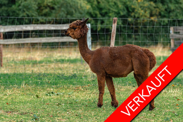 Molbach Alpacas MA Aliwa