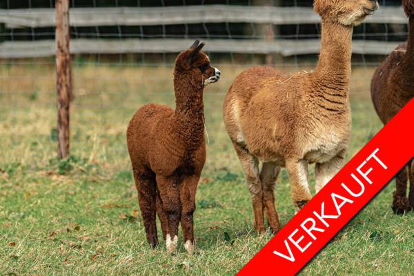 Molbach Alpacas MA Aurora