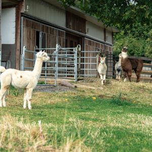 Molbach Alpacas Ambiente 06