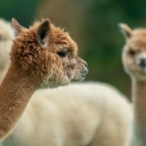 Molbach Alpacas Stuten 05