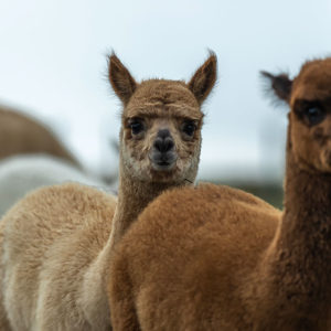 Molbach Alpacas Stuten 06
