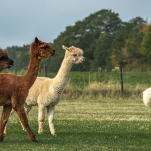 Molbach Alpacas Stuten 09